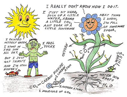 simple photosynthesis equation. Photosynthesis – the process via which plants use simple inorganic molecules 