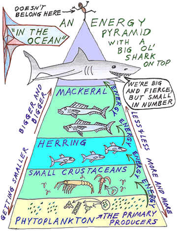 Video on Energy Pyramid 2 min Video on Energy Pyramid 2 min