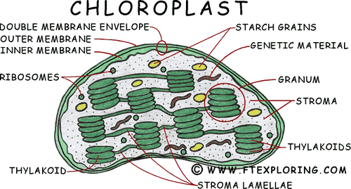 chloroplast dna