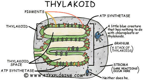 In which area of a leaf does photosynthesis take place?