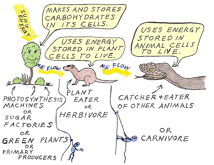 Energy, photosynthesis, and Energy conversions in plants and animals - from FT Exploring Energy, photosynthesis, and Energy conversions in plants and animals - from FT Exploring